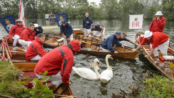 <p>Seit dem 12. Jahrhundert gehören die Schwäne auf der Themse traditionell dem Königshaus und den beiden Zünften Vintners und Dyers aus London. Jedes Jahr werden die Tiere gezählt.</p>
