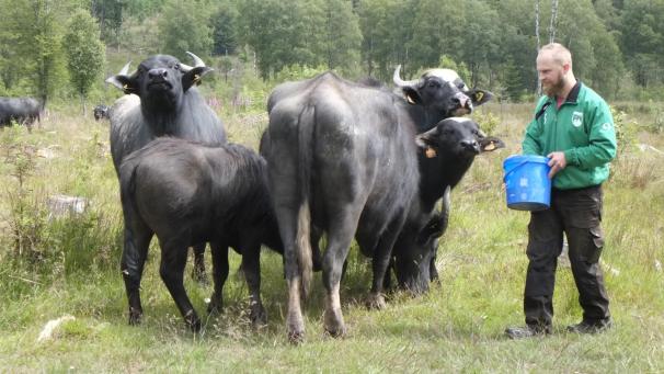 <p>Am 27. Juli erfahrt Tom Löfgen aus Honsfeld auf der Landwirtschaftsmesse in Libramont, ob seine Büffelwiese in Buchholz zur schönsten auf dem Gebiet der Wallonischen Region prämiert wird.</p>