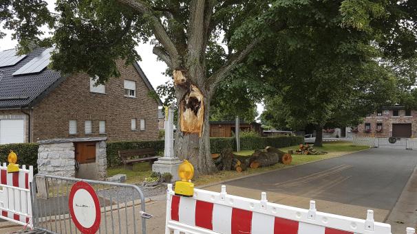 <p>Eine große Wunde klafft im Stamm der alten Linde auf Honien.</p>