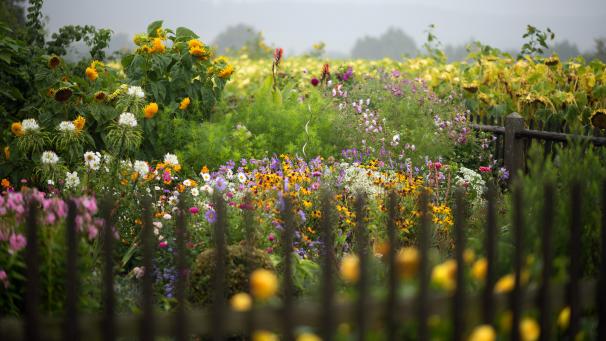 <p>Die Fotos von naturnahen Gärten können bis zum 21. August eingeschickt werden.</p>