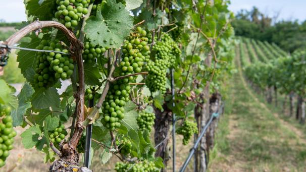 <p>Der Weinanbau in Belgien floriert.</p>