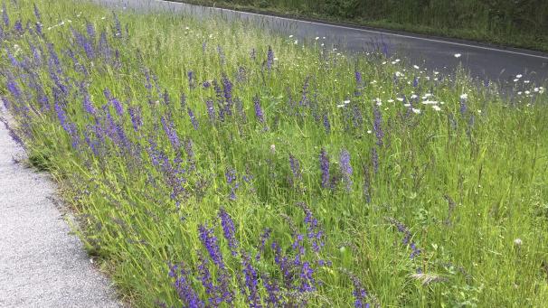 <p>Blüten statt nur Grünflächen, das ist das Ziel von FLIP.</p>