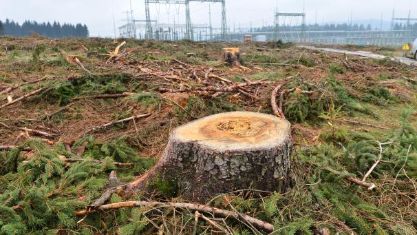 <p>Die Landwirtschaft braucht Flächen, zugleich sind aber auch viele Wälder nötig.</p>