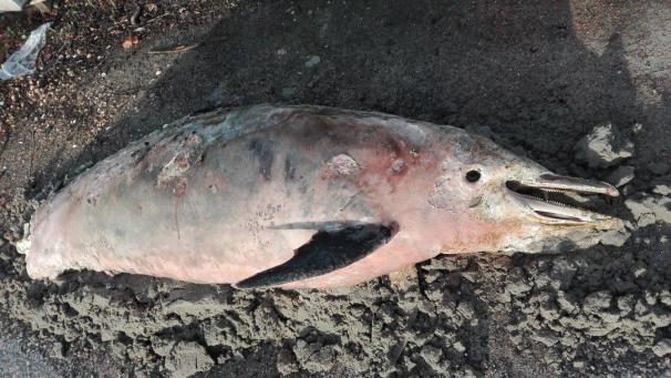 <p>Ein sich bereits zersetzender Deflinkadaver wurde am Strand von De Haan angespült.</p>
