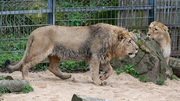 <p>Löwenweibchen Gina (r) und Löwe Navin können es sich jetzt richtig gemütlich machen.</p>
