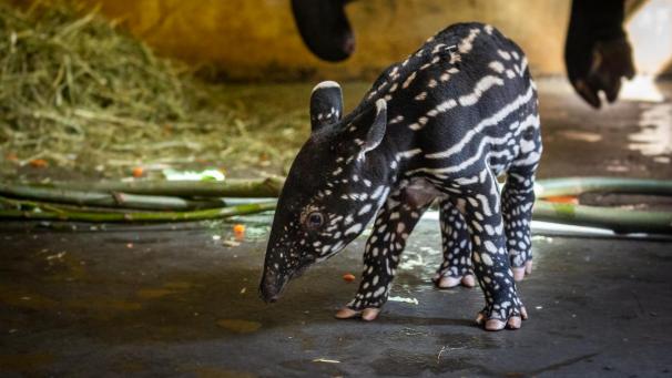<p>Der Tapirnachwuchs hat am späten Sonntagabend das Licht der Welt erblickt.</p>