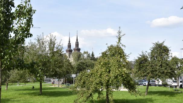 <p>Obstbäume im Eupener Josephine-Koch-Park</p>