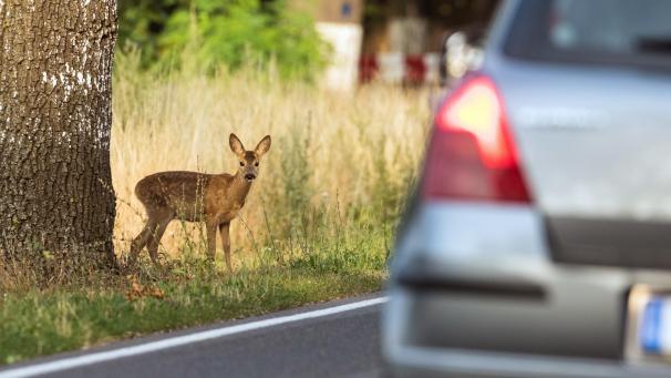 <p>Die Gefahr blickt aus großen Augen: Im Herbst müssen Autofahrer verstärkt mit Wildwechsel rechnen.</p>