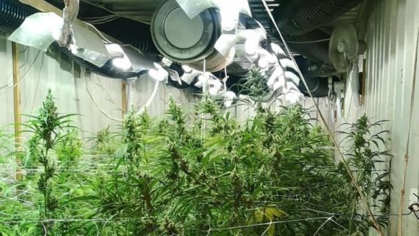 <p>Die rekordverdächtige Menge Cannabis wäre auf dem Markt eine Million Euro wert.</p>