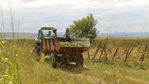 <p>Die Trauben für die Kwewri-Weine werden von Hand gepflückt. Die Weinlese ist je nach Wetterlage im Spätsommer oder Herbst.</p>