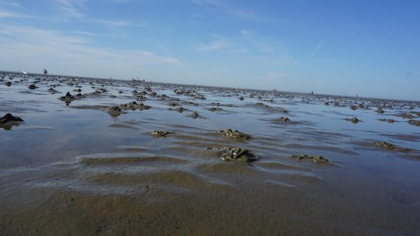 <p>Unzählige Wattwürmer bilden kleine Spaghettihügel und verwandeln das Wattenmeer in eine bezaubernde Landschaft.</p>