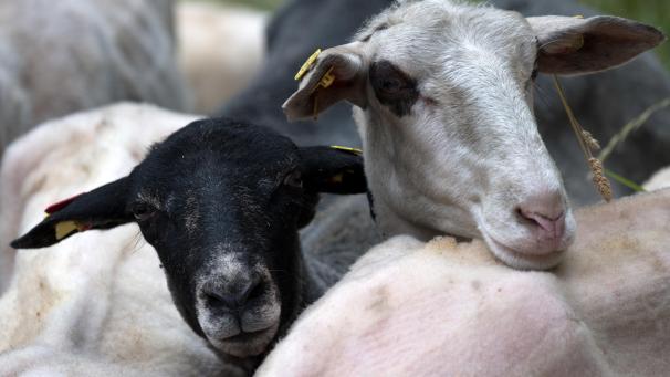 <p>In der Wallonie dürfen Tiere ab dem 1. September nicht mehr ohne vorherige Betäubung geschlachtet werden.</p>