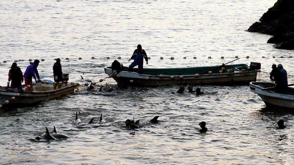 <p>Für die Menschen in Taiji sei die Jagd auf Delfine eine „unverzichtbare“ Lebensgrundlage.</p>
