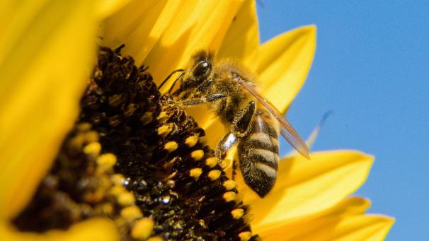 <p>Synthetische Pestizide gefährden Bienenpopulationen.</p>
