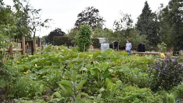 <p>Gemüse, soweit das Auge reicht: Der Viertelgarten im Park Loten ist ein Blickfang.</p>
