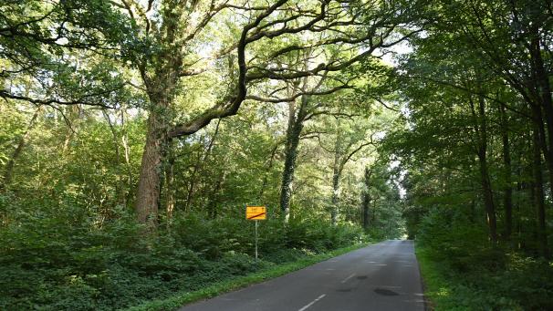 <p>Die Gemeinde Raeren will ihren 56 Hektar großen Wald auf deutschem Gebiet verkaufen.</p>