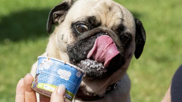 <p>Eis ist nicht unbedingt das richtige für (pummelige) Vierbeiner.</p>