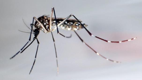 <p>Die Gentechnik-Mücken sind möglicherweise robuster und resistent gegen Insektizide.</p>