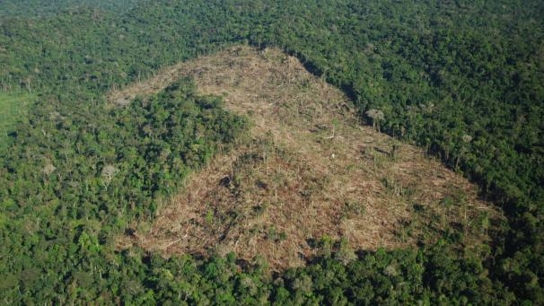 <p>Der Regenwald im brasilianischen Amazonas-Gebiet wird immer schneller und drastischer illegal abgeholzt.</p>