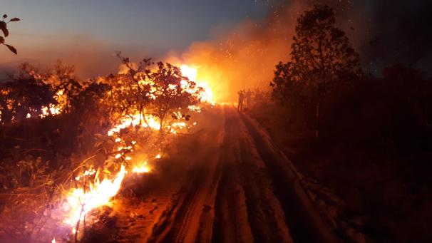 <p>Angesichts der verheerenden Waldbrände im Amazonasgebiet entdecken immer mehr Unternehmen ihr grünes Gewissen.</p>
