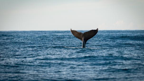 <p>Greenpeace fordert drastische Maßnahmen zum Schutz der Meere.</p>