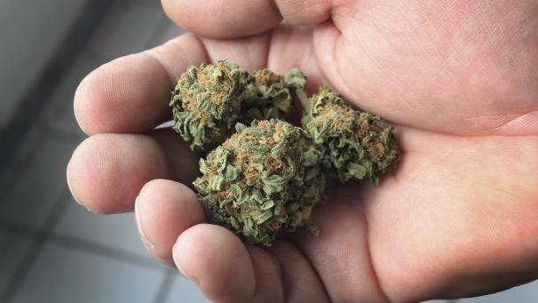 <p>Getrocknete Cannabisblüten in der Hand: Die Drogenprävantion bei Kindern und Jugendlichen steht am Mittwochabend im Mittelpunkt eines Informationsabends in Büllingen.</p>