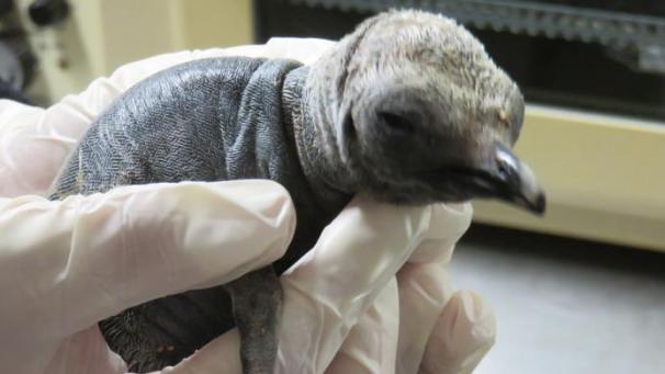<p>Hat im Antwerpener Zoo das Licht der Welt erblickt: der Kaiserpinguin Urban.</p>