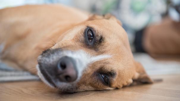 <p>Eine rätselhafte Hundekrankheit ist in Norwegen ausgebrochen.</p>