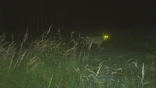 <p>Akela, so heißt jetzt der Wolf im Hohen Venn. Hier eine nächtliche Aufnahme.</p>