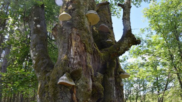 <p>In unserer Region wächst der Zunderschwamm vor allem an Buchen. Der Pilz und seine Verwendungsmöglichkeiten stehen im Mittelpunkt des Pilzwochenendes.</p>