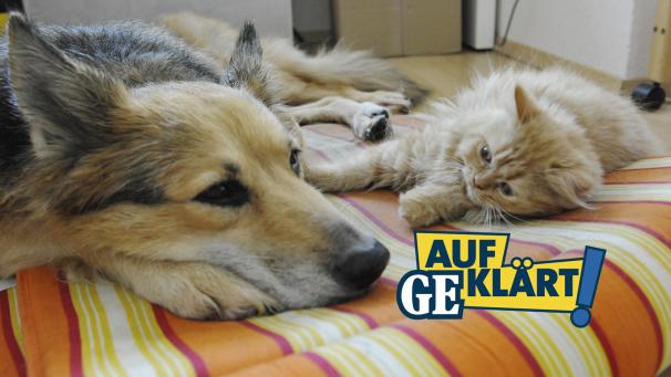 <p>Ob Hund oder Katze: Haustiere sind nicht in jedem Mietshaus gern gesehen.</p>