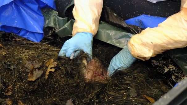 <p>Ein Forscher untersucht ein möglicherweise infiziertes Wildschwein. Die Afrikanische Schweinepest hat schwere, wirtschaftliche Auswirkungen.</p>