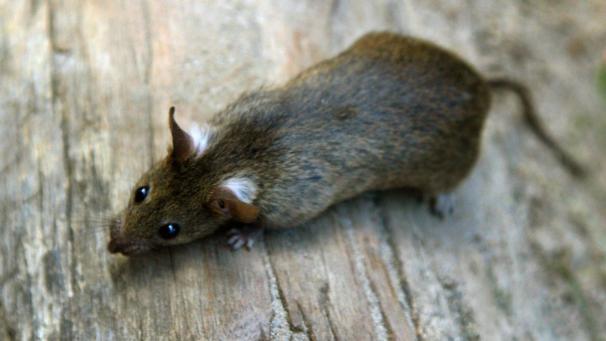 <p>Der Endwirt des Parasits ist die Ratte.</p>