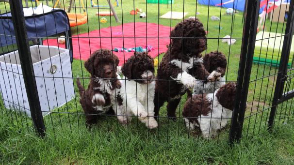 <p>Die sechs Wochen alten Lagotto-Romagnolo-Welpen tummeln sich im Spielgehege von Züchterin Margit Kunzelmann im hessischen Bensheim.</p>