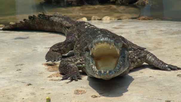 <p>Siam-Krokodile sind vom Aussterben bedroht.</p>