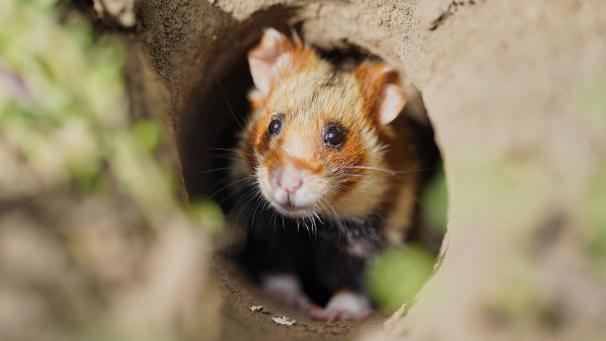 <p>Ein Feldhamster erkundet aus einem Erdloch auf einer Ackerfläche heraus seine nähere Umgebung. Wildlebende Feldhamster sind in unserer Region inzwischen praktisch ausgestorben.</p>