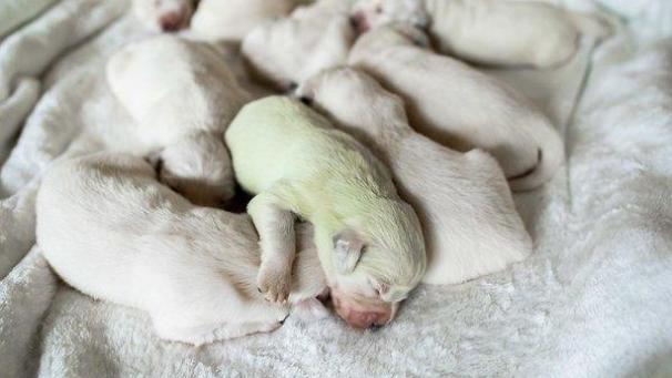 <p>Der kleine Welpe wurde „Mojito“ getauft.</p>
