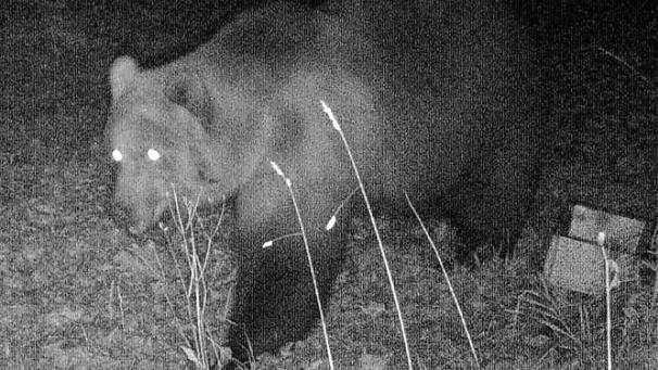<p>Das Foto einer Wildtierkamera, das in der Nacht zum 23.10.2019 im Landkreis Garmisch-Partenkirchen aufgenommen wurde, zeigt einen Braunbären.</p>