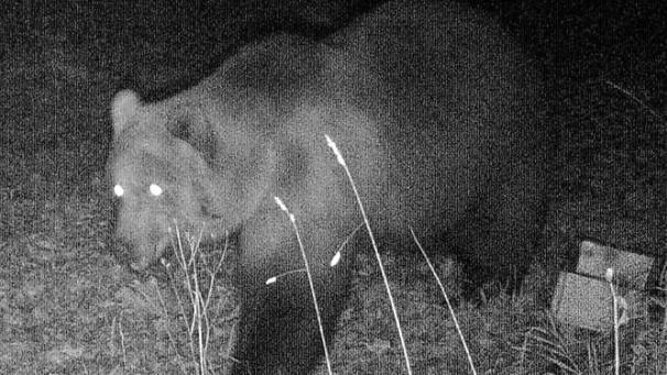 <p>Das Foto einer Wildtierkamera, das in der Nacht zum 23.10.2019 im Landkreis Garmisch-Partenkirchen aufgenommen wurde, zeigt einen Braunbären. Bereits seit Juni dieses Jahres und zuletzt am 9. Oktober wurde in Tirol ein Bär nachgewiesen.</p>