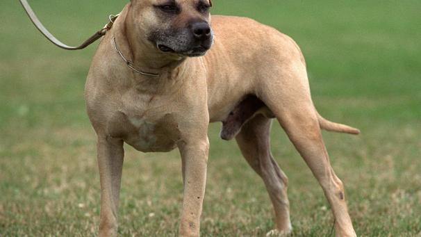<p>Kampfhunde, hier ein American Staffordshire Terrier, dürfen in der Gemeinde Büllingen nur mit einer Sondergenehmigung des Bürgermeisters gehalten werden. Für sie wird außerdem eine jährliche Gemeindesteuer von 600 Euro fällig.</p>