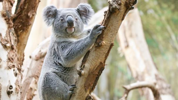 <p>Nach Angaben der Naturschutzorganisation Australia Koala Foundation (AKF) gibt es noch zwischen 43.000 und 100.000 Koalas.</p>