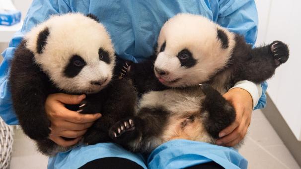<p>Zum Anbeißen süß: die Panda-Zwillinge des Tierparks Pairi Daiza.</p>