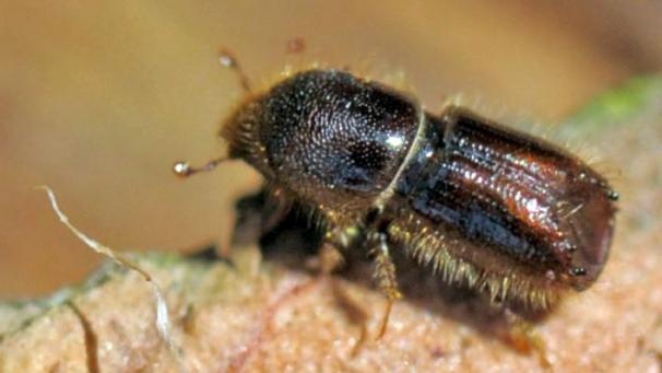 <p>Der Borkenkäfer kann über Jahrzehnte gewachsene Fichten innerhalb weniger Wochen zum Absterben bringen.</p>