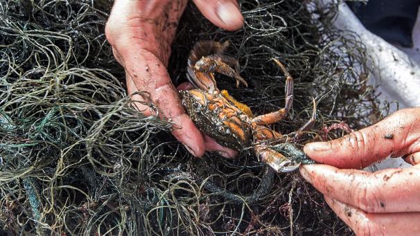 <p>Eine Meeresbiologin pult einen Krebs aus einem von Tauchern gesicherten „Geisternetz“, um ihn zurück ins Meer zu lassen.</p>