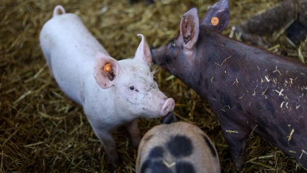 <p>Im Zuge der Schweinepest in der Provinz Luxemburg hatte China ein Embargo für Einfuhren belgischer Schweine verhängt.</p>