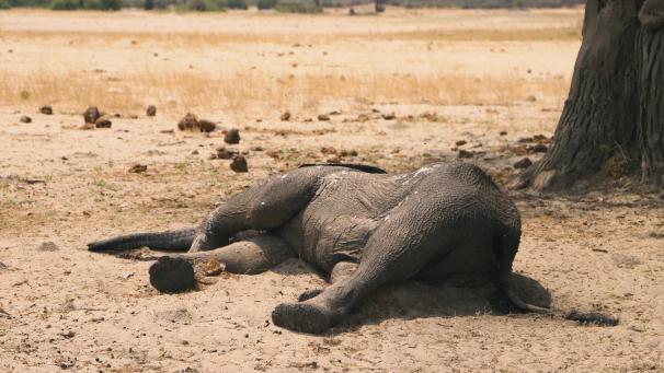 <p>Der Kadaver eines toten Elefanten liegt im Hwange-Nationalpark.</p>