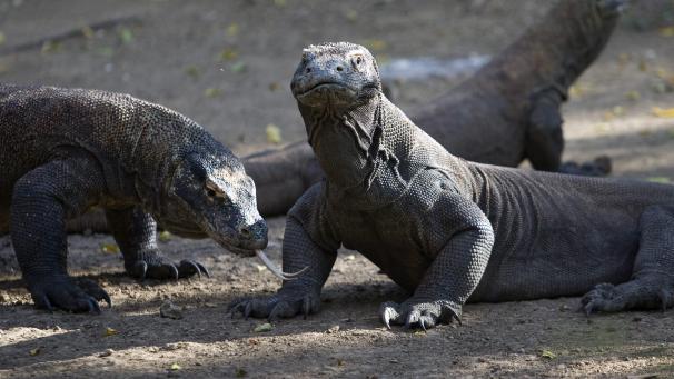 <p>Auf Komodo sind knapp 1.300 Komodo-Drachen oder -Warane zu Hause.</p>