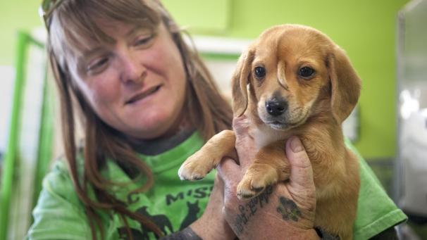 <p>Der junge Hund ist kerngesund.</p>