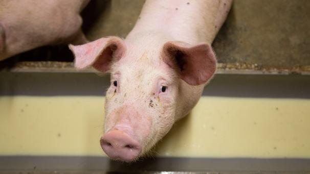 <p>Vor allem in Flandern hoffen die Schweinefleischhersteller auf ein Ende des chinesischen Einfuhrverbotes.</p>