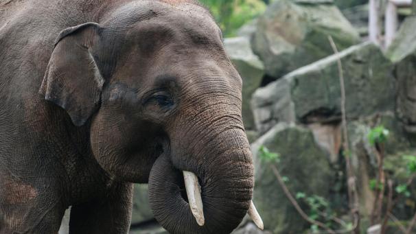 <p>Die Wilderei gehört zu den schlimmsten Gefahren für Sumatra-Elefanten.</p>